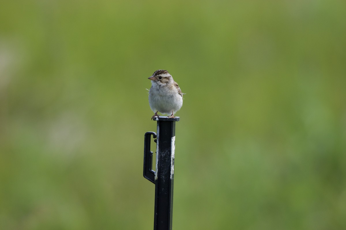 Clay-colored Sparrow - ML613095364