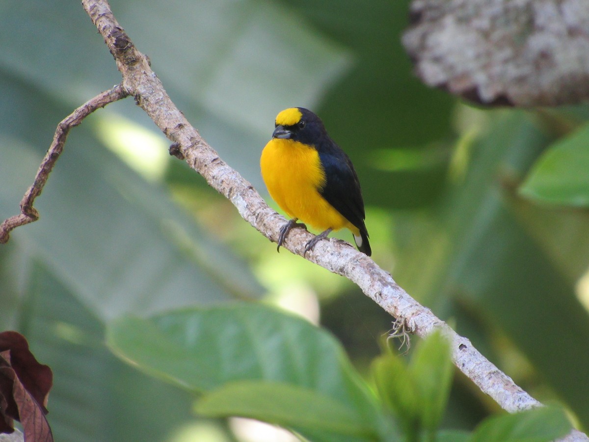 eBird Colombia Checklist - 4 Jan 2024 - Los Olivos - Fuente De Soda ...