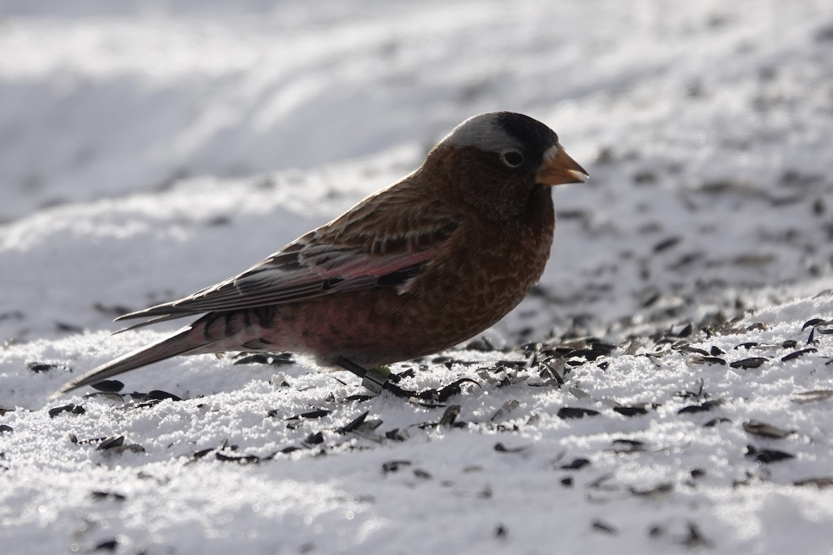 Gray-crowned Rosy-Finch - ML613095533