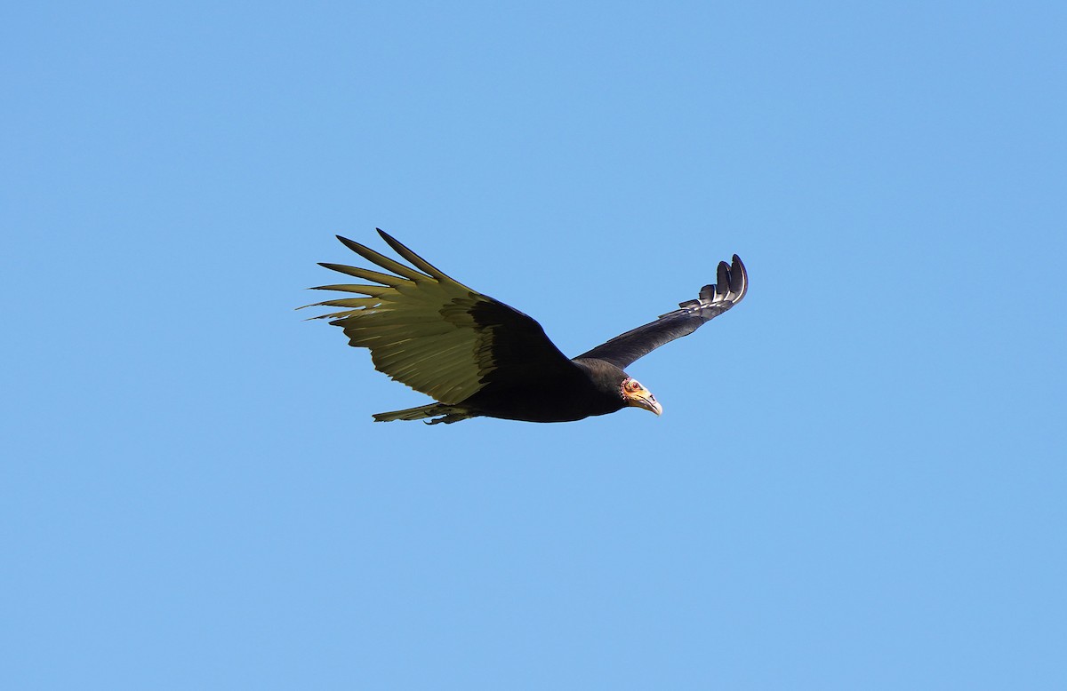 Lesser Yellow-headed Vulture - ML613095734