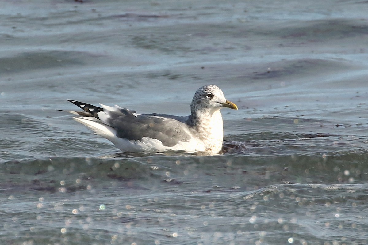Common Gull (Kamchatka) - ML613096326