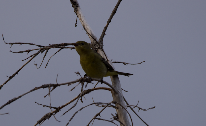 Western Tanager - ML613096540
