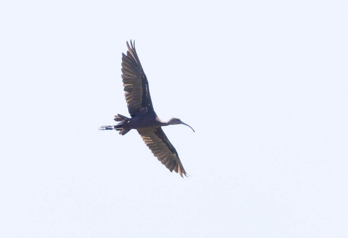 ibis hnědý - ML613096643