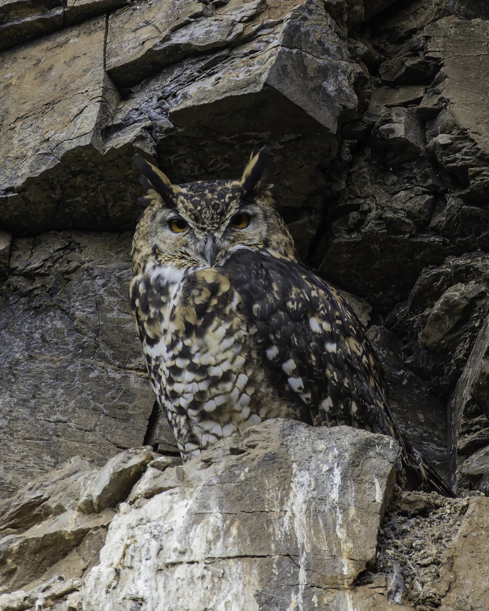 Cape Eagle-Owl - ML613097202
