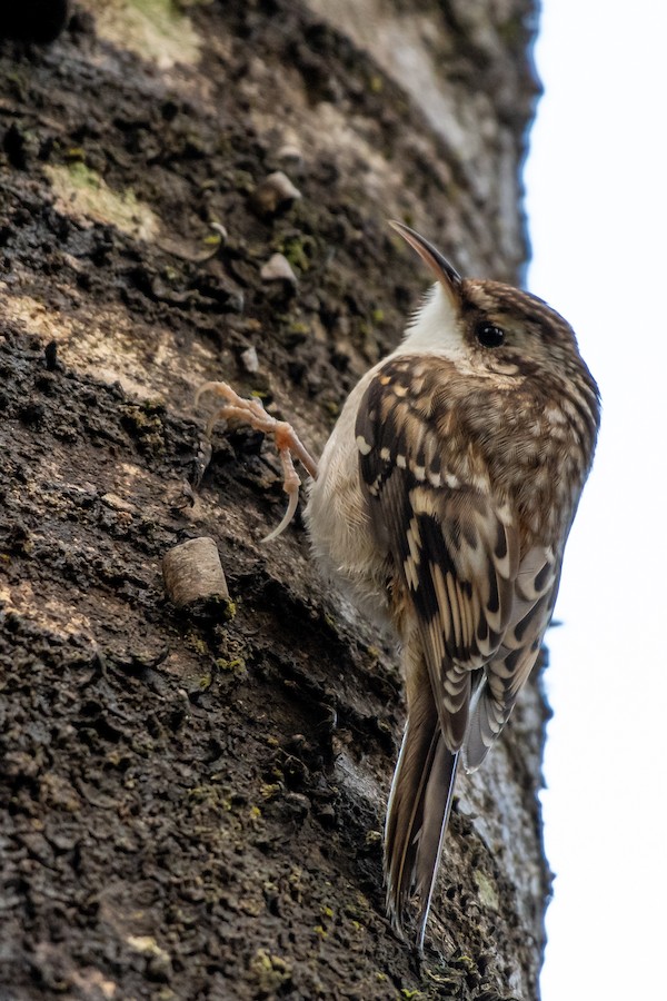 Brown Creeper at Abbotsford - Downes Road Home/Property by Randy Walker