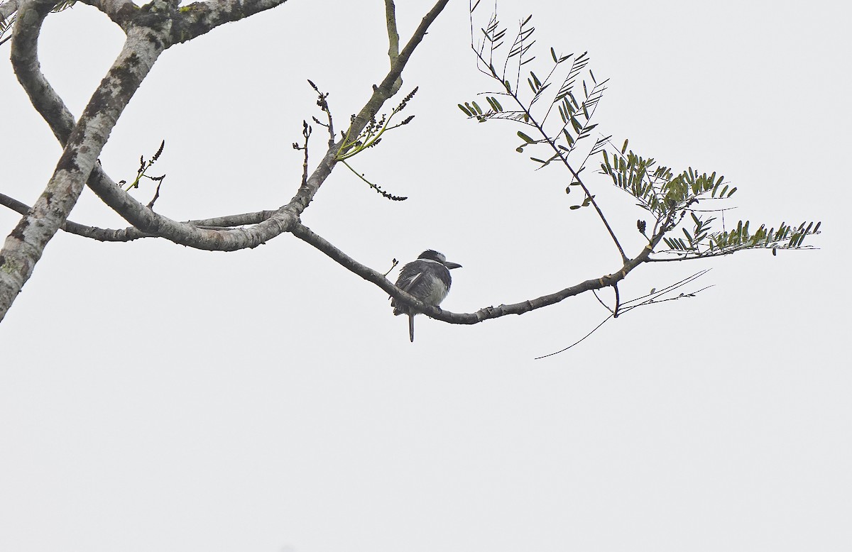 White-necked Puffbird - ML613097408