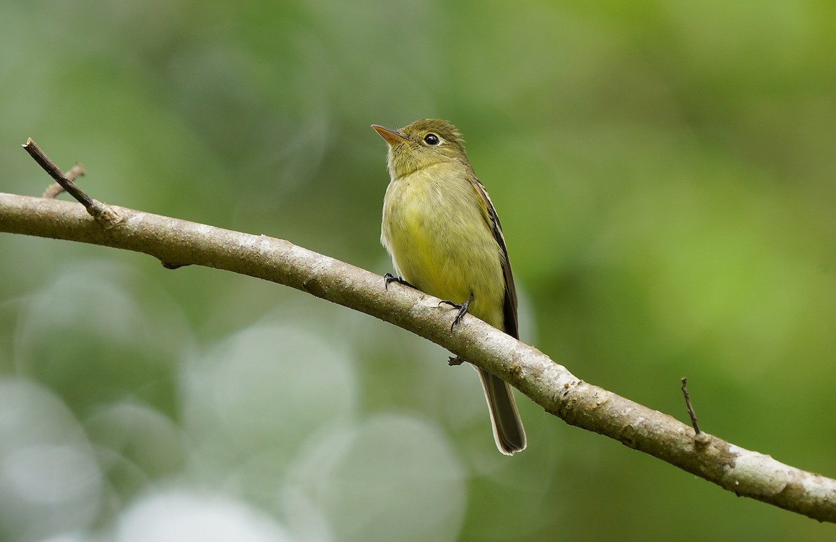 Yellow-bellied Flycatcher - Pitta Tours