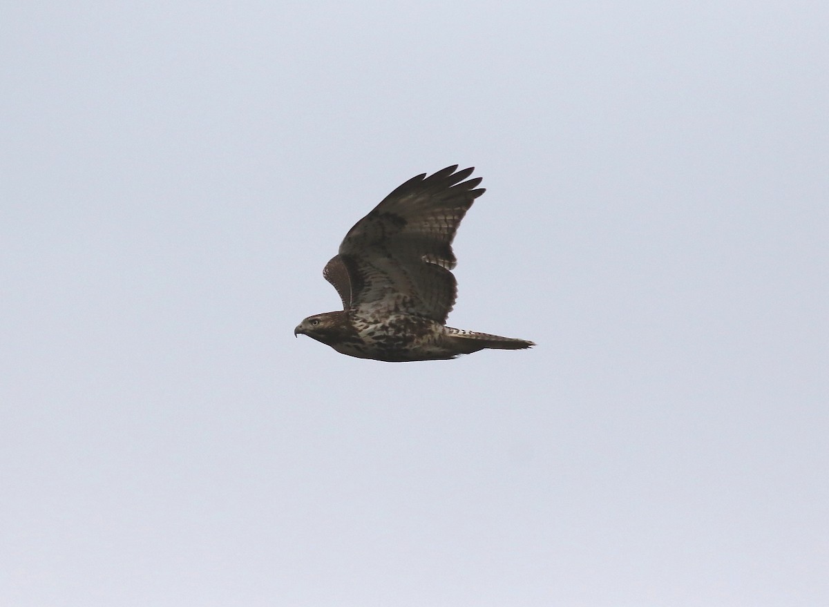 Red-tailed Hawk - ML613097897