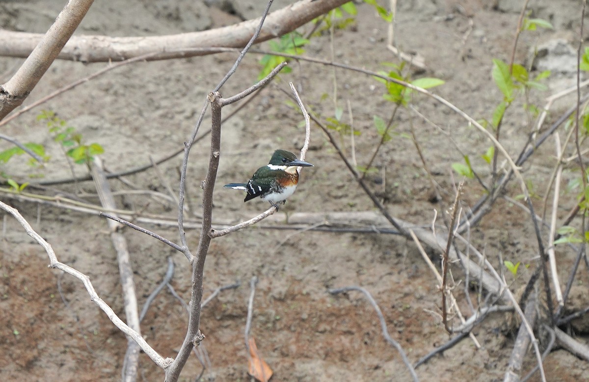 Green Kingfisher - Pitta Tours