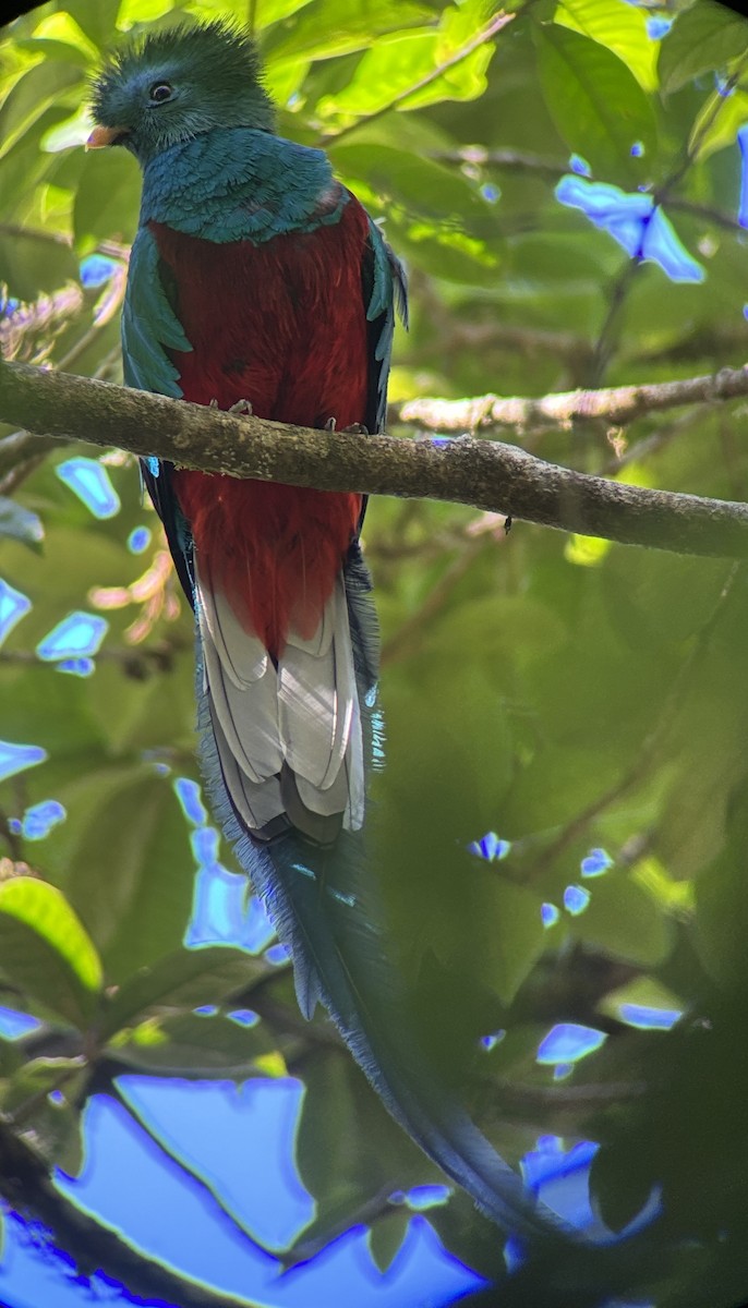 Quetzal resplendissant - ML613098321