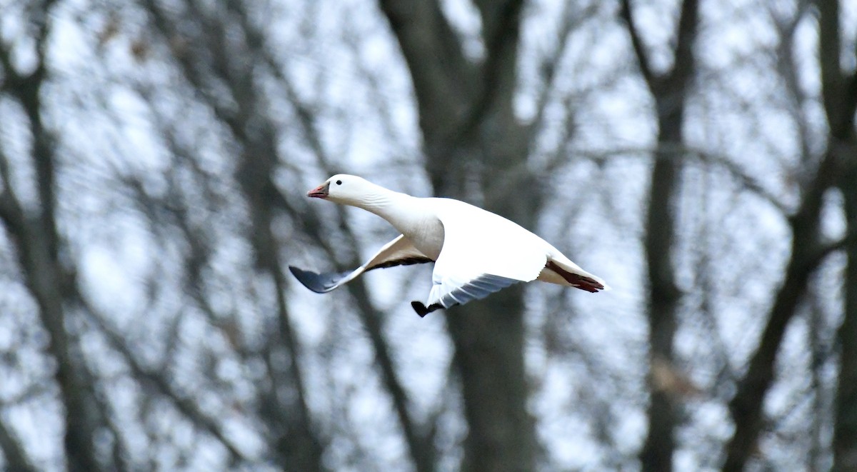 New Jersey eBird Checklist - 4 Jan 2024 - Moorestown, New Jersey - 2