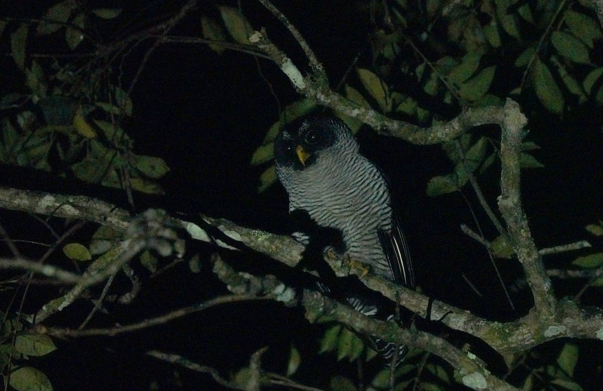 Black-and-white Owl - Pitta Tours