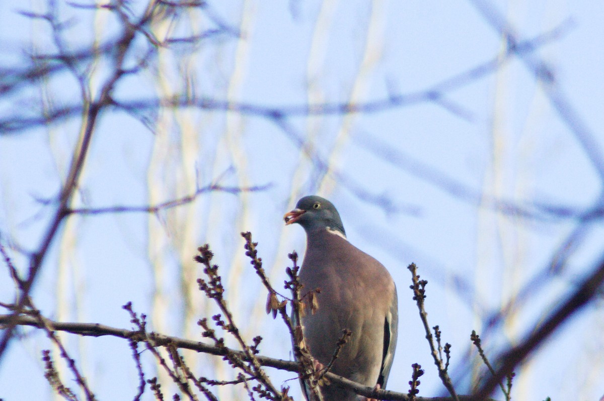 Common Wood-Pigeon - ML613098767