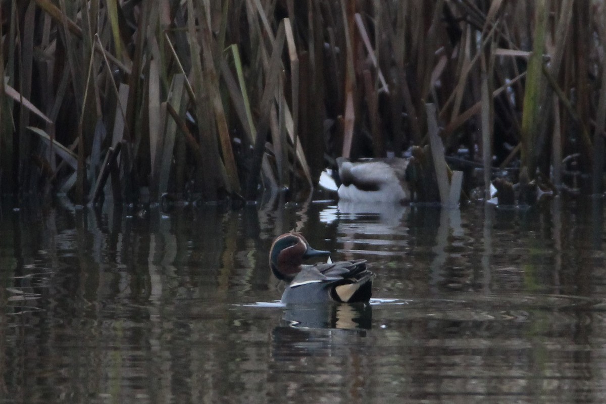 eBird Checklist 4 Jan 2024 56th St SE/16th Ave NW stormwater