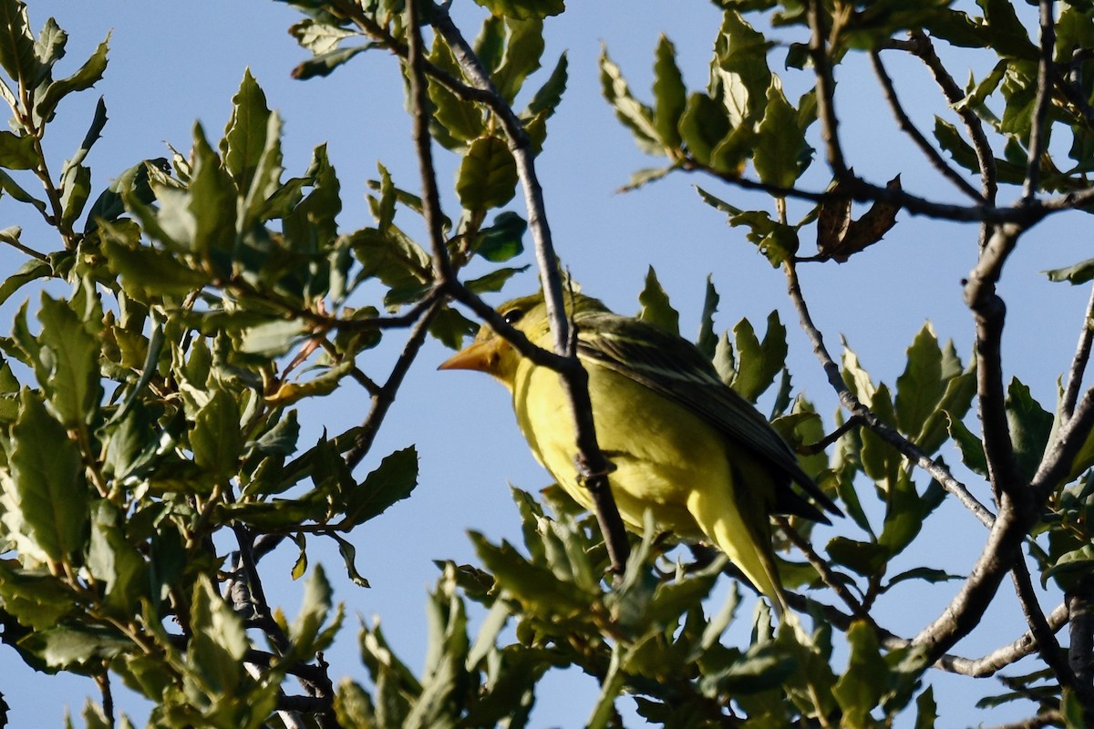 Western Tanager - ML613098873