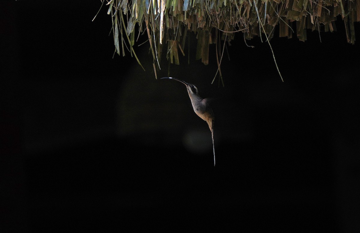 Длинноклювый колибри-отшельник - ML613099090