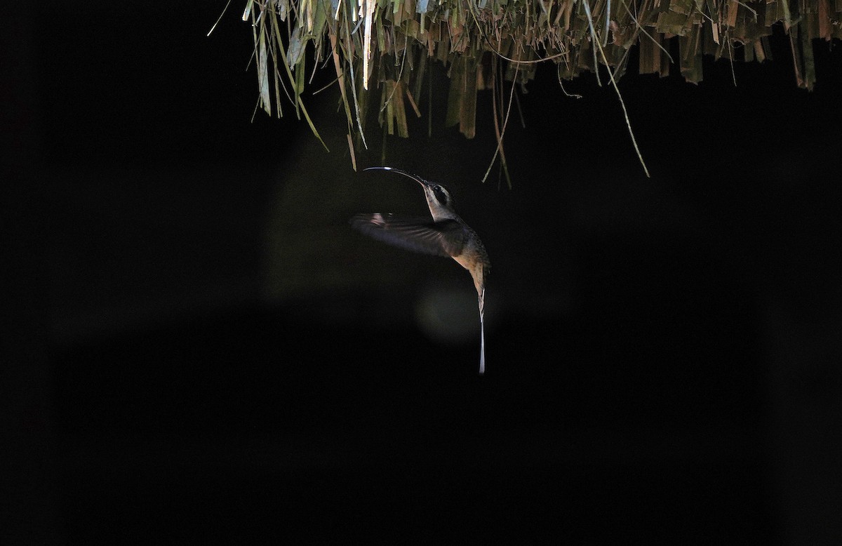 kolibřík tmavolící - ML613099096