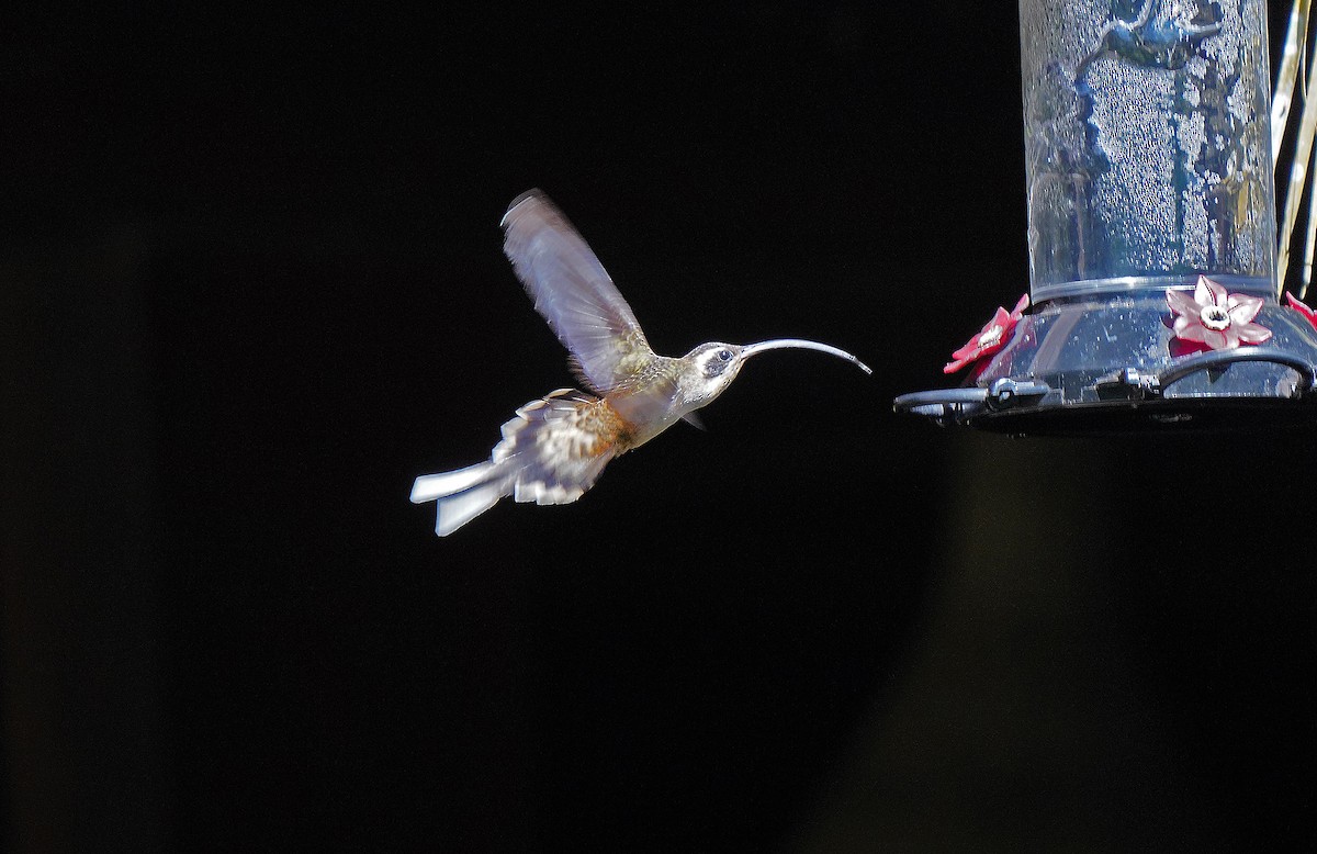 kolibřík tmavolící - ML613099097