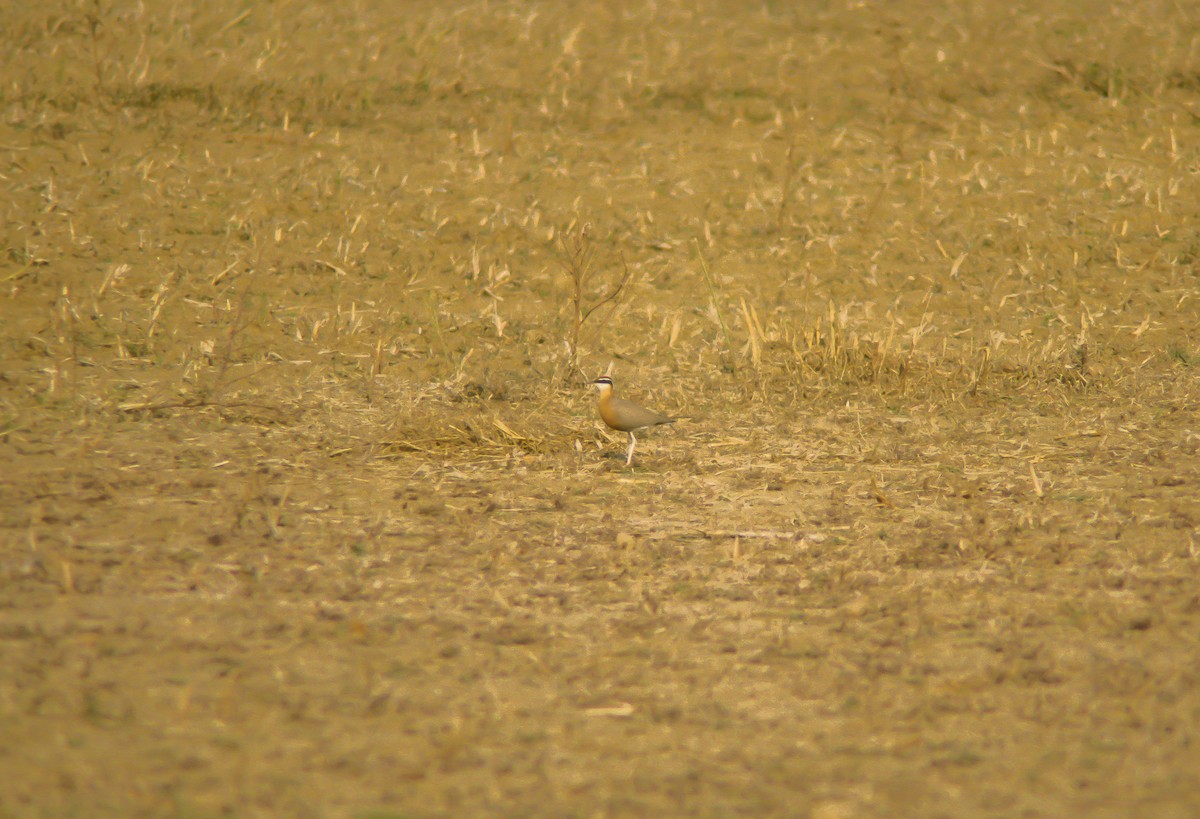 Indian Courser - ML613099515