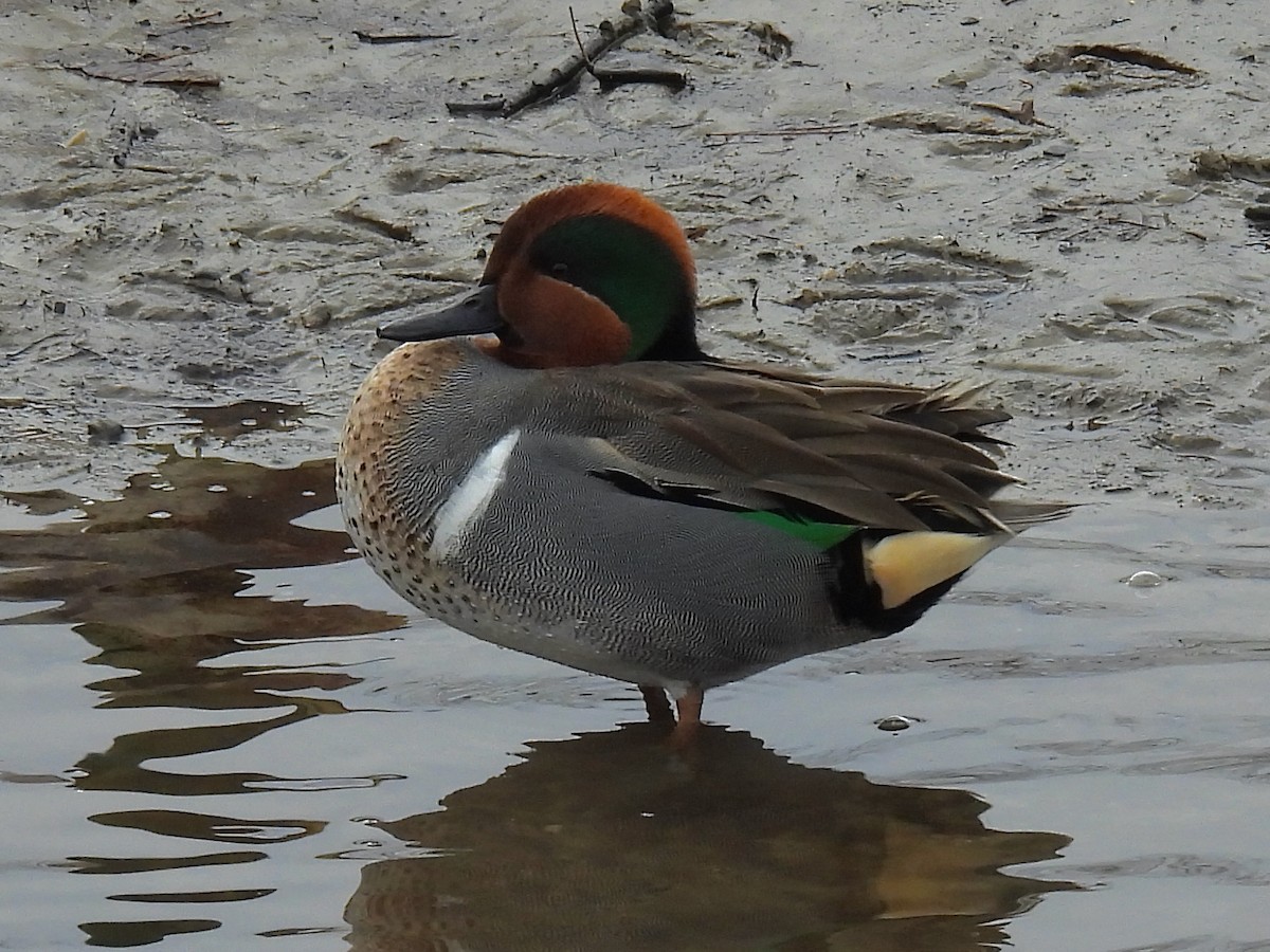 Green-winged Teal - ML613099713