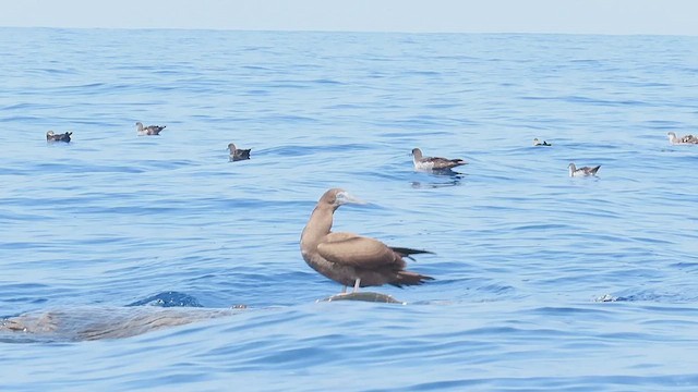 Brown Booby - ML613099785
