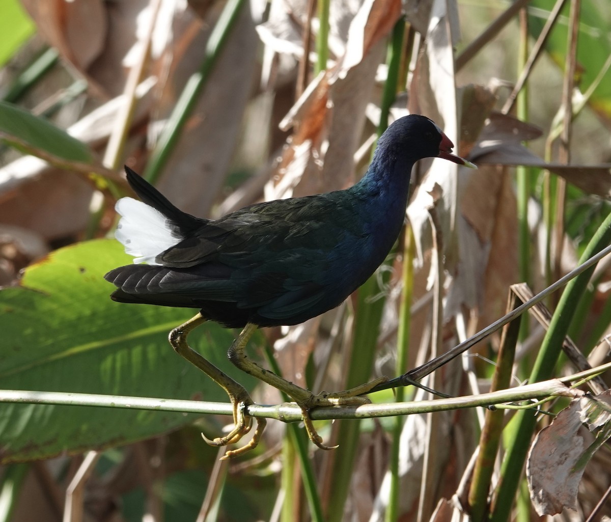 EBird Checklist 4 Jan 2024 Circle B Bar Reserve 34 Species   1200