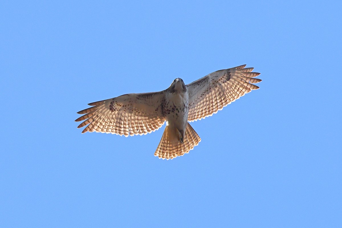 Red-tailed Hawk - ML613099853