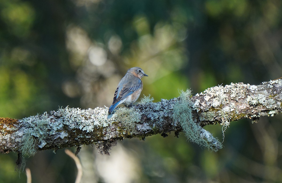 Eastern Bluebird (Mexican) - ML613099936