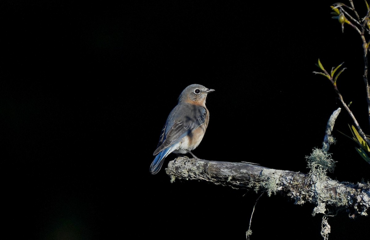 Eastern Bluebird (Mexican) - ML613099954