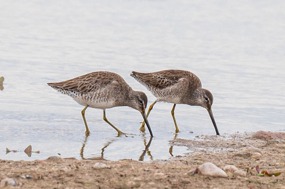 Long-billed Dowitcher - ML613099961