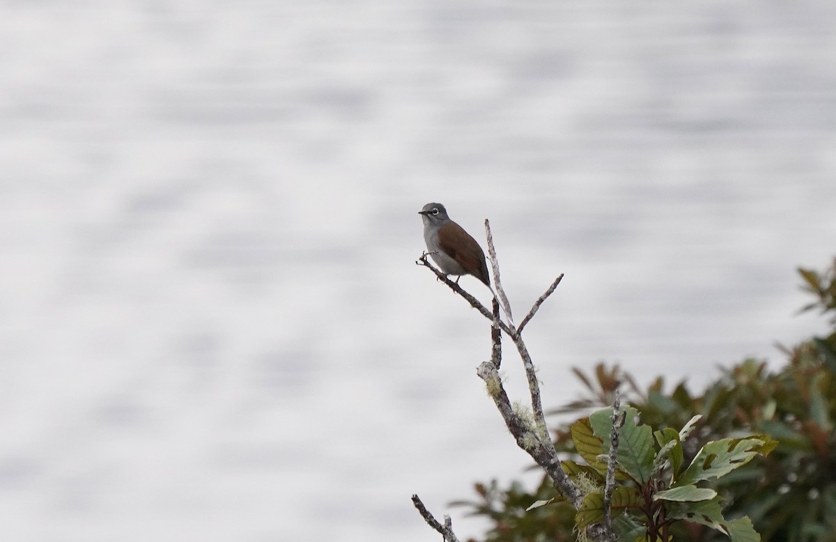 Brown-backed Solitaire - ML613100080