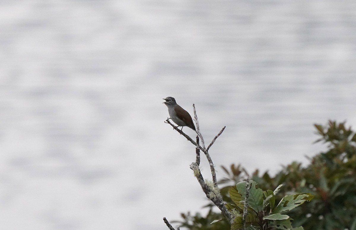 Brown-backed Solitaire - ML613100081