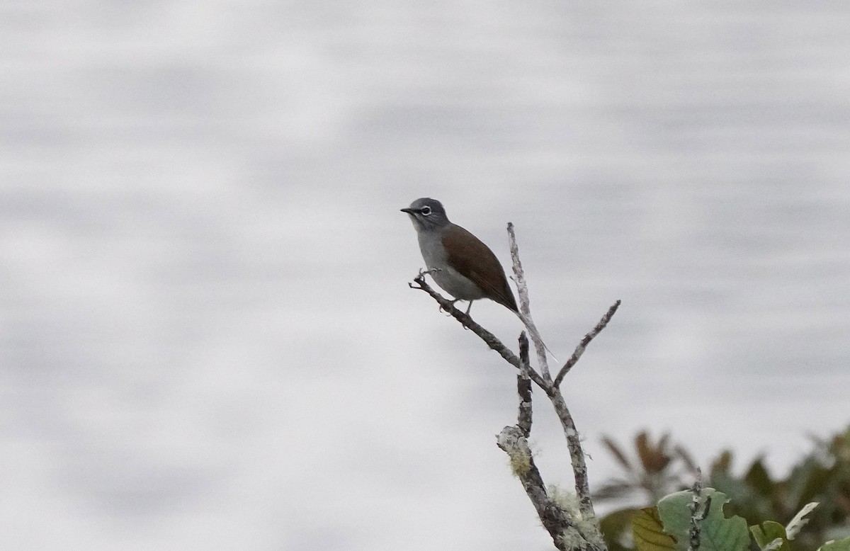 Brown-backed Solitaire - ML613100082