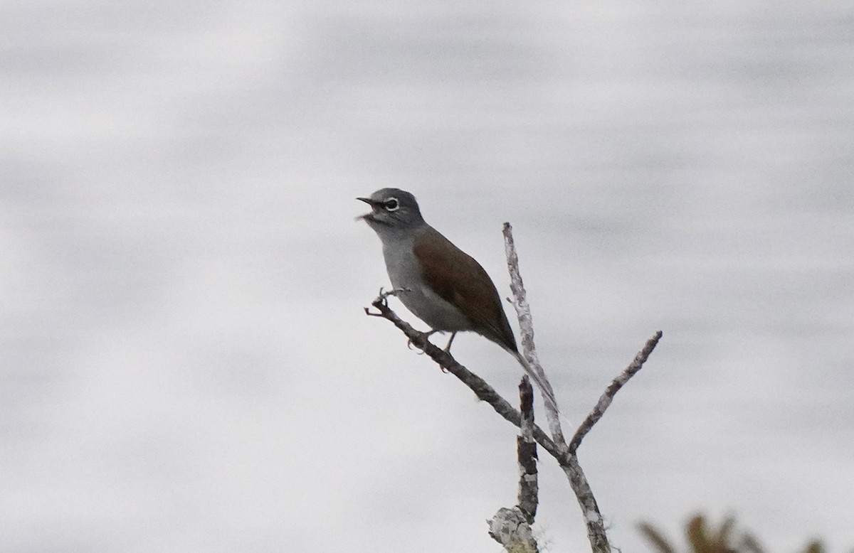 Brown-backed Solitaire - ML613100086