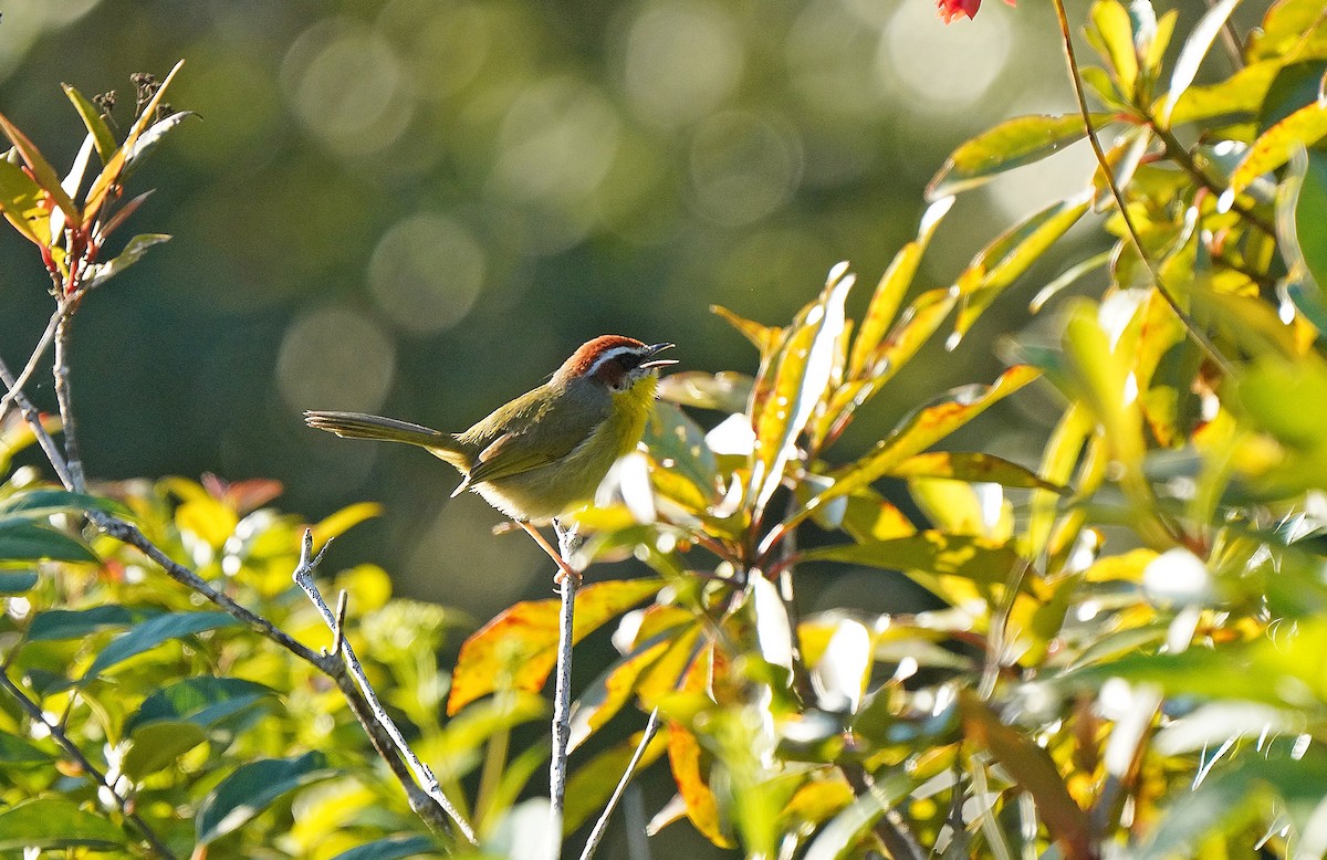 Rufous-capped Warbler - ML613100163