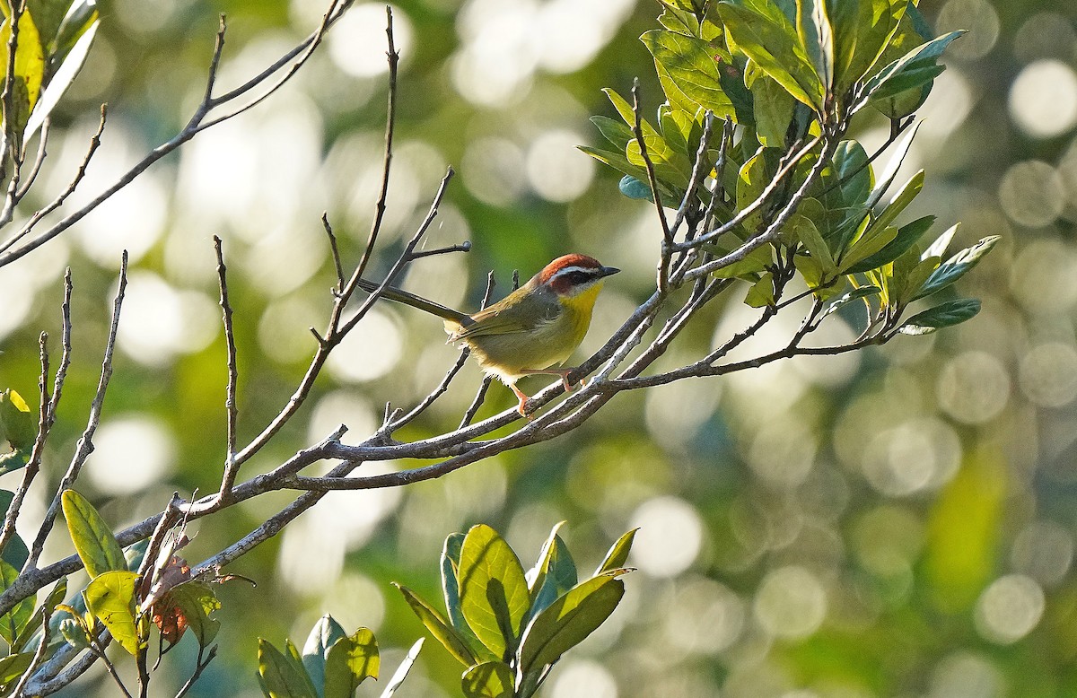 Rufous-capped Warbler - Tim Avery