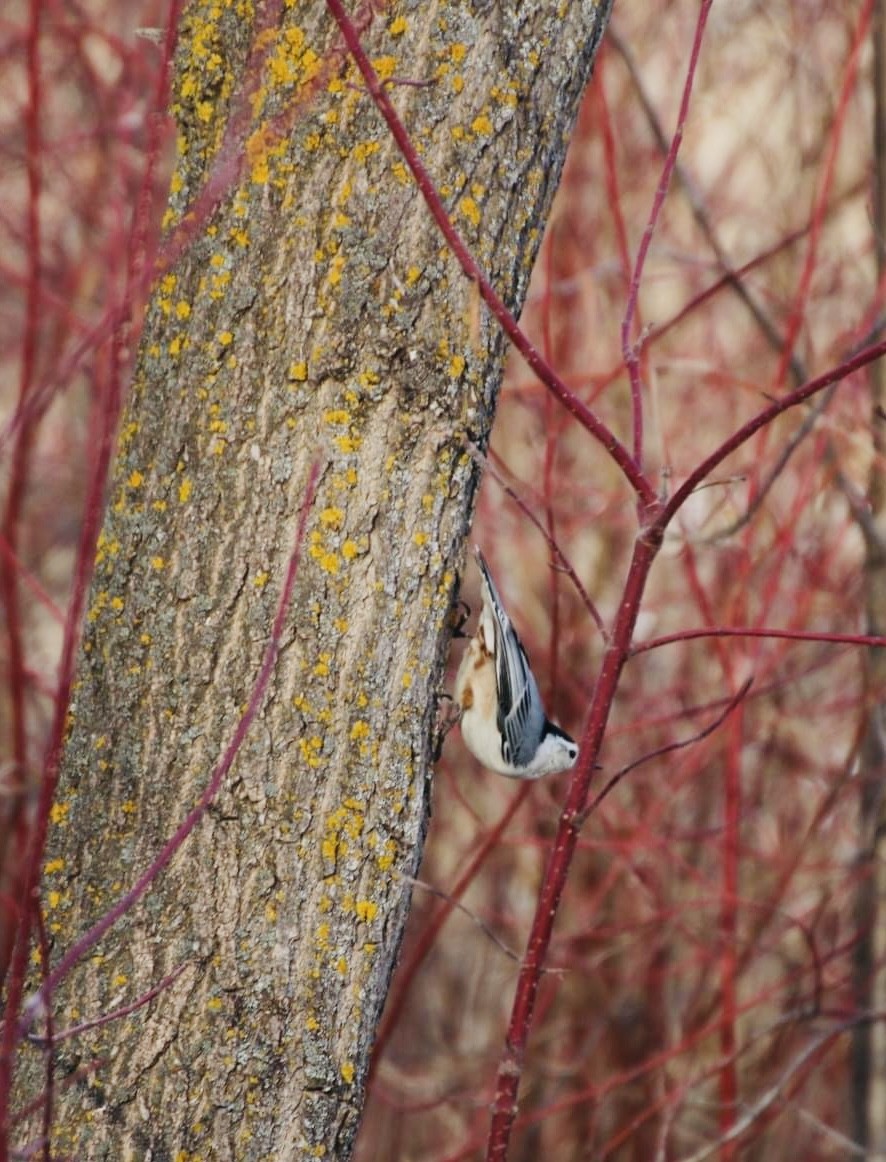 White-breasted Nuthatch - ML613100175