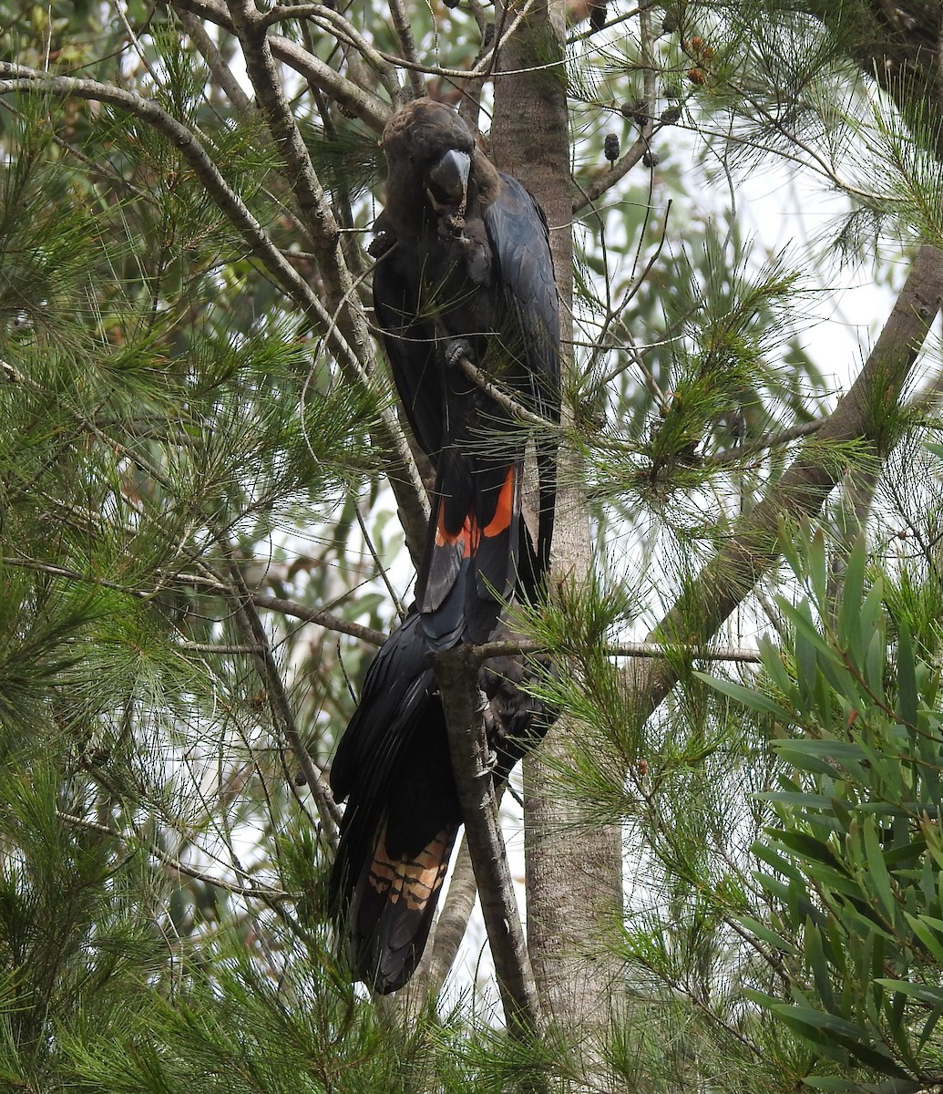 kakadu hnědohlavý - ML613100211