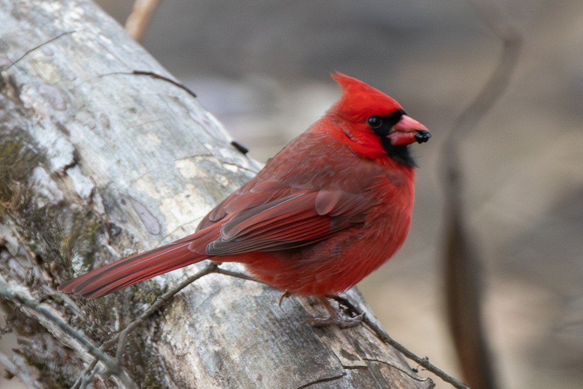 Cardinal rouge - ML613100350