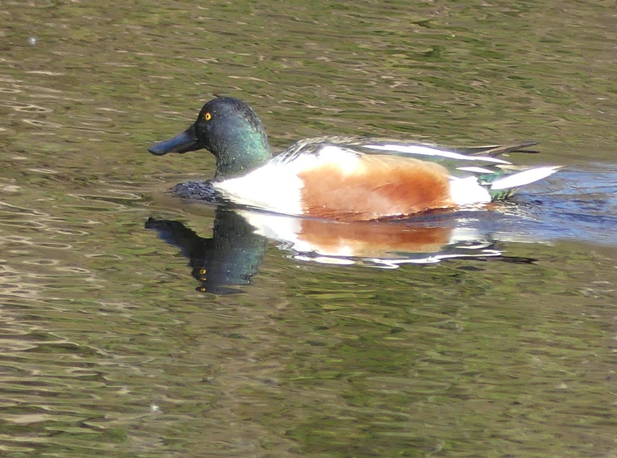 eBird Checklist 4 Jan 2024 Mount Auburn Cemetery 25 species