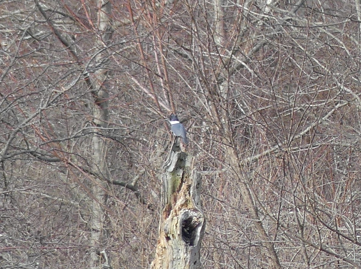 Belted Kingfisher - ML613100635