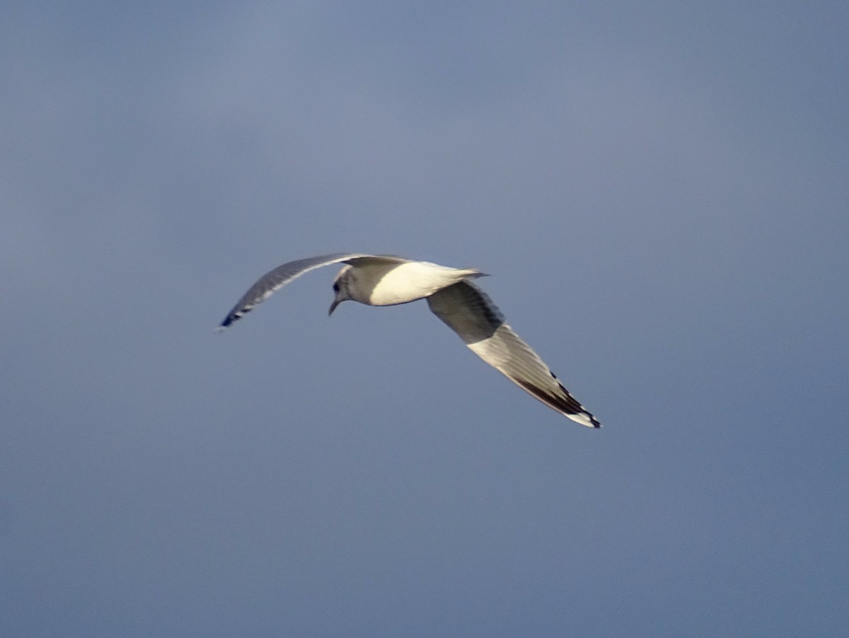 Short-billed Gull - Paul Foth