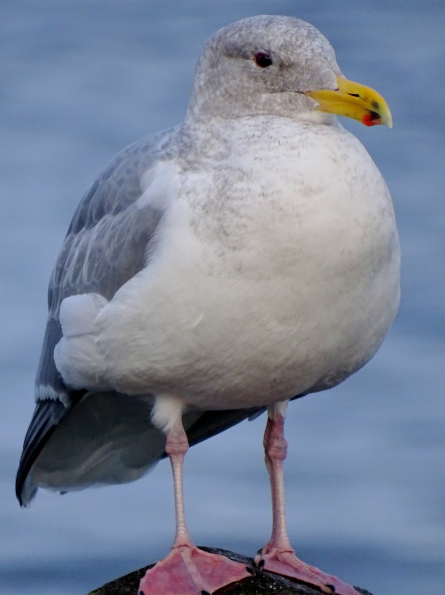 Western x Glaucous-winged Gull (hybrid) - Paul Foth