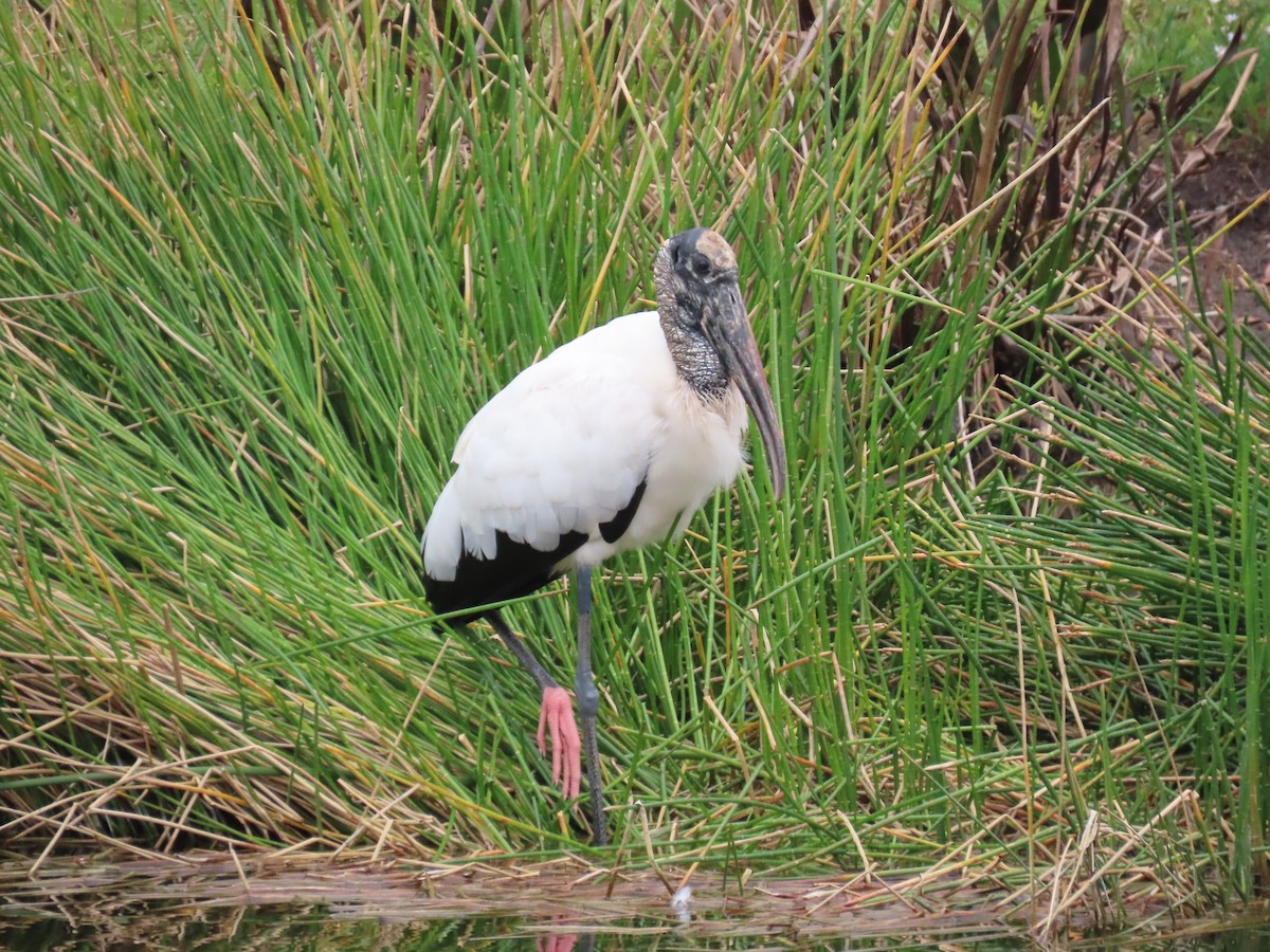 EBird Checklist 4 Jan 2024 Lyons Road And Boynton Beach Road 3   1200