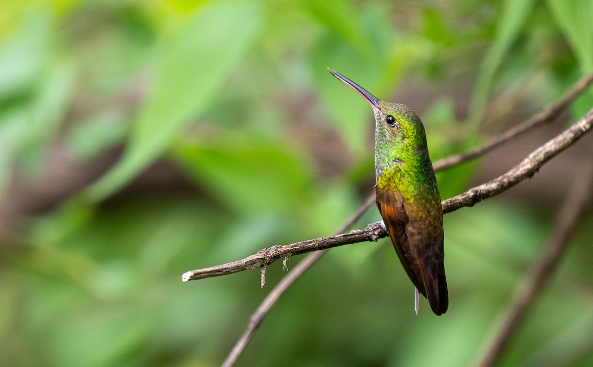 Berylline Hummingbird - Forest Botial-Jarvis