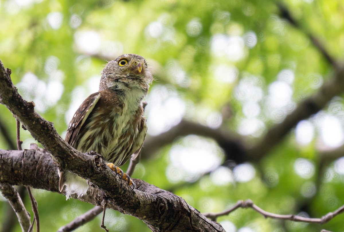 Colima Pygmy-Owl - ML613100915