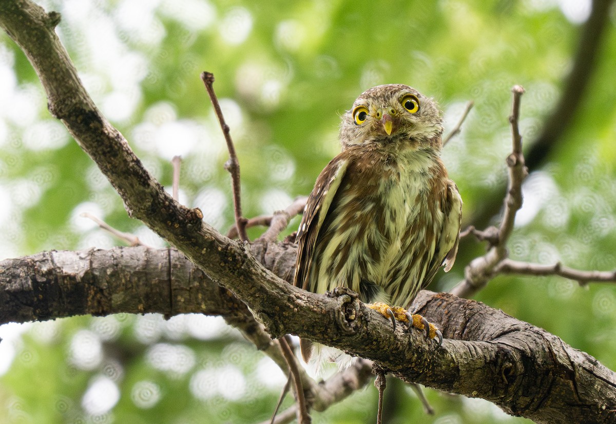 Colima Pygmy-Owl - ML613100917