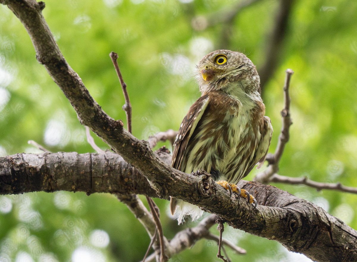 Colima Pygmy-Owl - ML613100919
