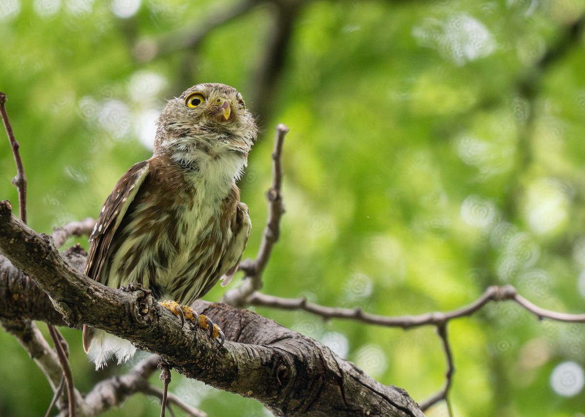 Colima Pygmy-Owl - ML613100920