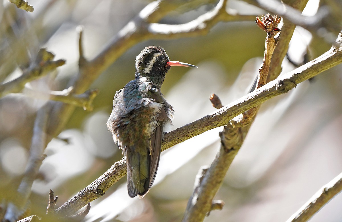 White-eared Hummingbird - ML613101061